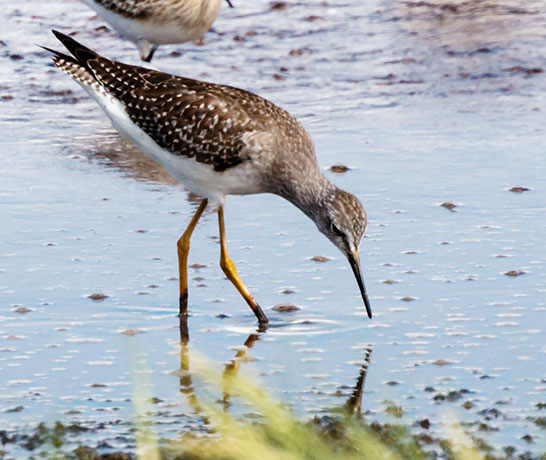 Lesser Yellowlegs  Tringa flavipes 