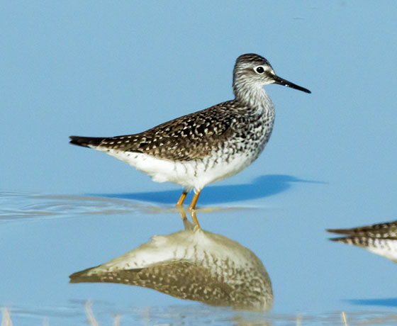 Lesser Yellowlegs  Tringa flavipes 