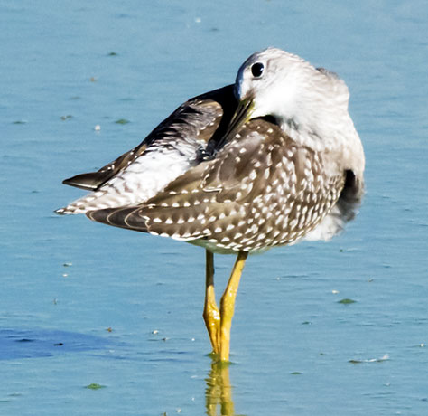 Lesser Yellowlegs  Tringa flavipes 