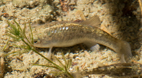 Sonoyta Pupfish Cyprinodon eremus ( Quitobaquito Pupfish )  