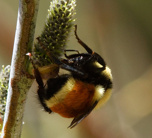 Tricolor Bumble Bee Red-tailed Bumble Bee Bombus ternarius 