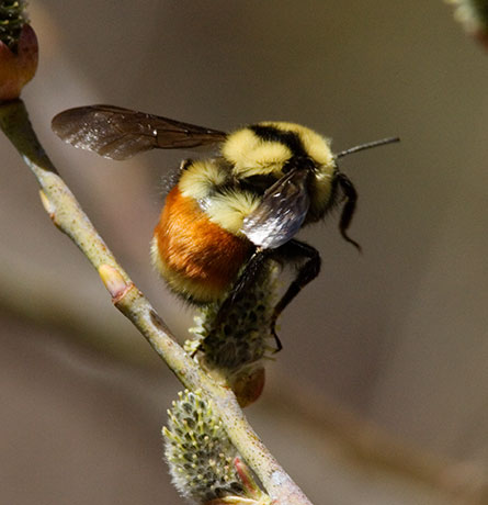 Tricolor Bumble Bee Red-tailed Bumble Bee Bombus ternarius 