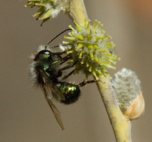 Halictid Bee Halictidae  