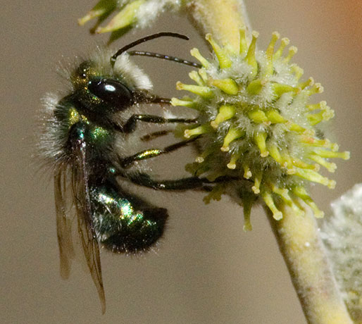 Halictid Bee Halictidae  