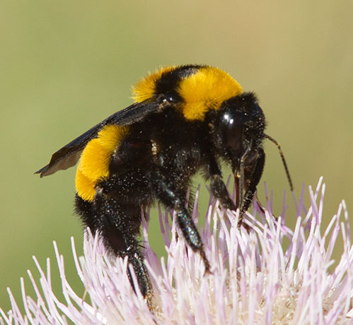 Sonoran Bumble Bee Bombus sonorus 