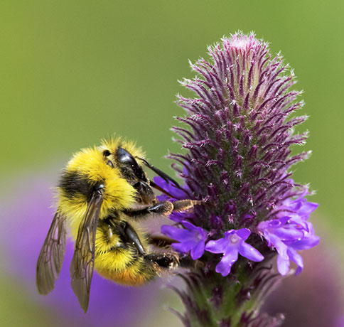 Tricolor Bumble Bee Red-tailed Bumble Bee Bombus ternarius 