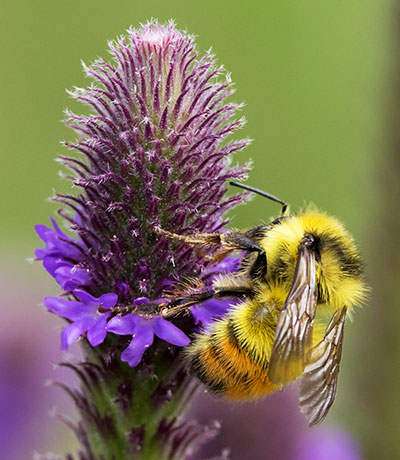 Tricolor Bumble Bee Red-tailed Bumble Bee Bombus ternarius 