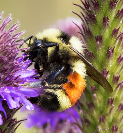 Tricolor Bumble Bee Red-tailed Bumble Bee Bombus ternarius 