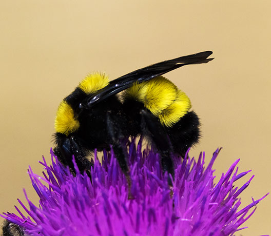Sonoran Bumble Bee Bombus sonorus 