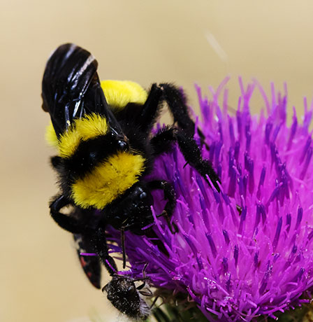 Sonoran Bumble Bee Bombus sonorus 