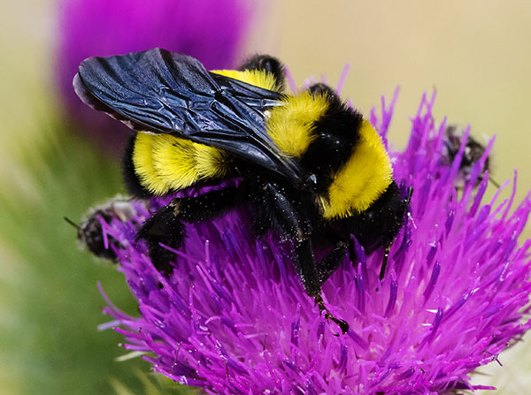 Sonoran Bumble Bee Bombus sonorus 