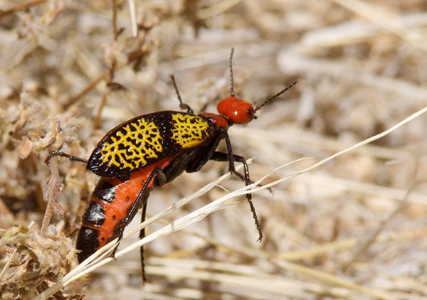 Iron-Cross Blister Beetle Tegrodera aloga 