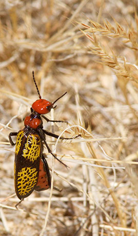 Iron-Cross Blister Beetle Tegrodera aloga 