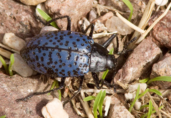 Pleasing Fungus Beetle Gibbifer Californicus 