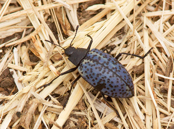 Pleasing Fungus Beetle Gibbifer Californicus 