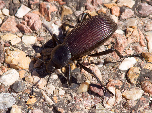 Stink Beetle Eleodes obscurus sulcipennis 