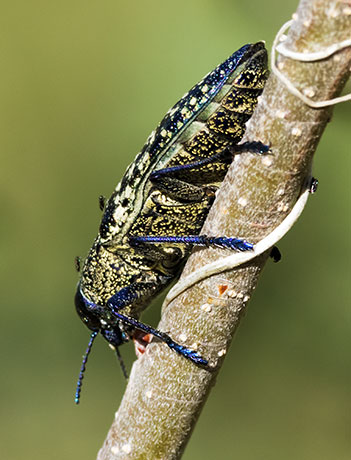 A Wood-boring Beetle Lampetis webbii 