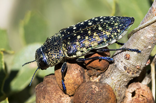 A Wood-boring Beetle Lampetis webbii 