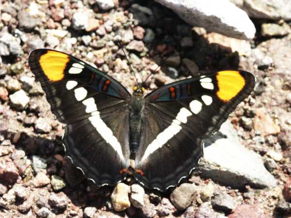 California Sister Adelpha bredowii 