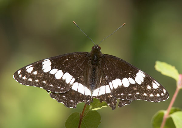 Weidemeyer's Admiral