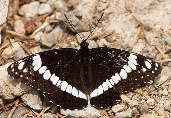Weidemeyer's Admiral Limenitis weidemeyerii