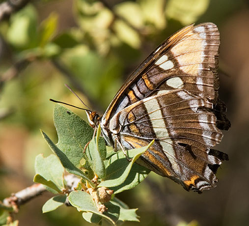 California Sister Adelpha bredowii