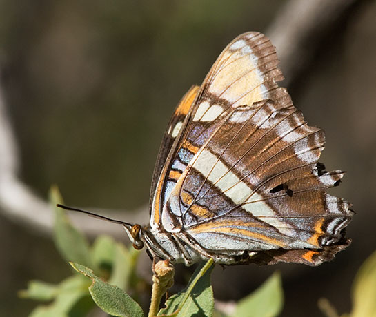 California Sister Adelpha bredowii