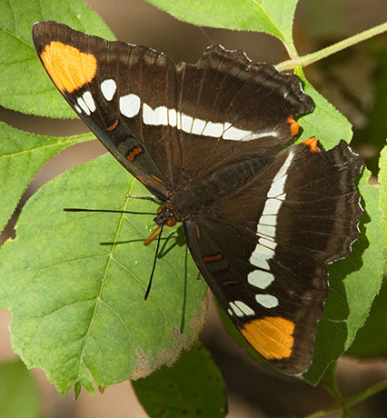 California Sister wings open Adelpha bredowii