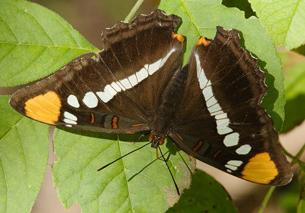 California Sister wings open Adelpha bredowii