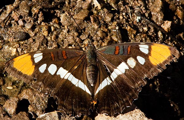 California Sister Adelpha bredowii