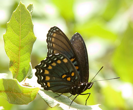 Butterfly Red-spotted Admiral ( Red-spotted Purple) Limenitus arthemis arizonensis 