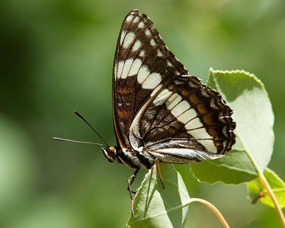 Weidemeyer's Admiral Limenitis weidemeyerii
