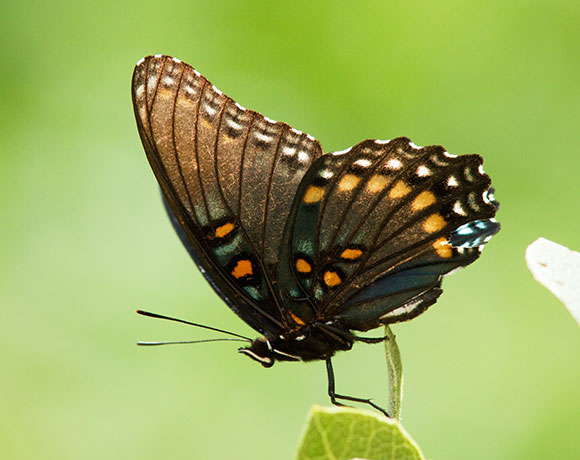 Butterfly Red-spotted Admiral ( Red-spotted Purple) Limenitus arthemis arizonensis 