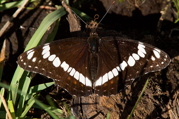 Weidemeyer's Admiral Limenitis weidemeyerii
