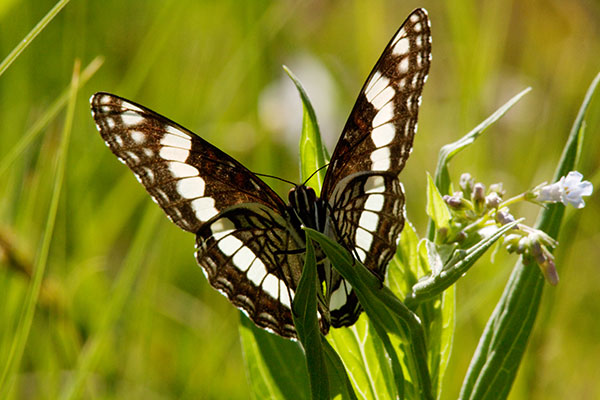 Weidemeyer's Admiral Limenitis weidemeyerii