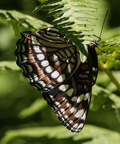 Weidemeyer's Admiral Limenitis weidemeyerii
