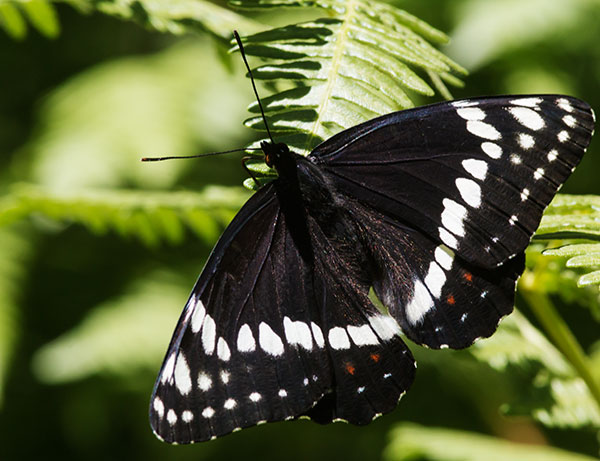 Weidemeyer's Admiral Limenitis weidemeyerii