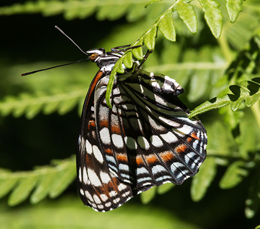 Weidemeyer's Admiral Limenitis weidemeyerii