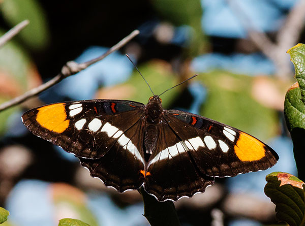 California Sister Adelpha bredowii