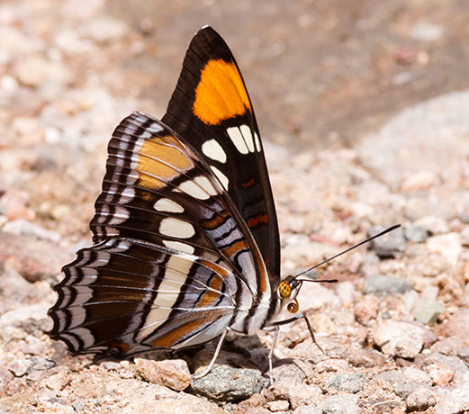 California Sister Adelpha bredowii