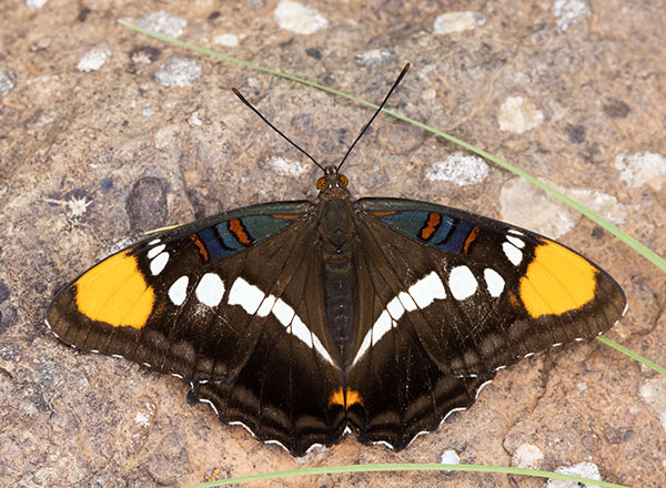 California Sister Adelpha bredowii