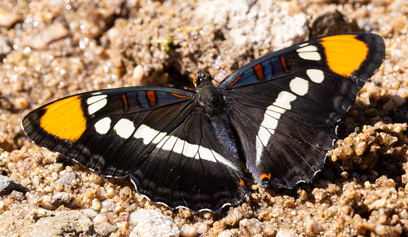 California Sister Adelpha bredowii