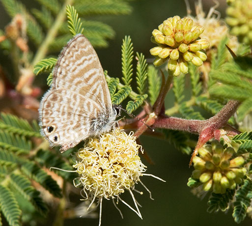 Marine Blue Leptotes marina Butterfly New Mexico