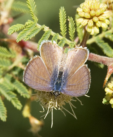 Marine Blue Leptotes marina Butterfly 