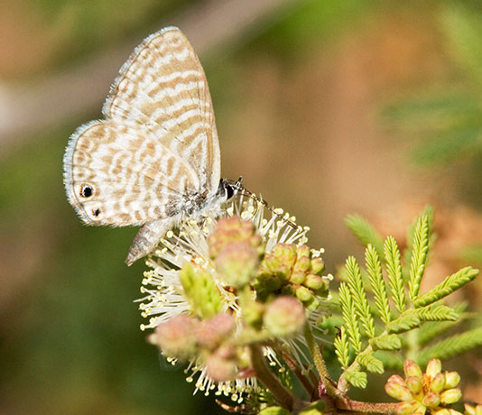 Marine Blue Leptotes marina Butterfly 