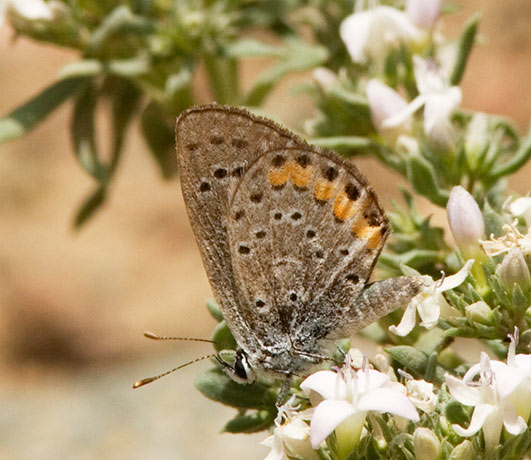 Acmon Blue Plebejus acmon Butterfly Arizona