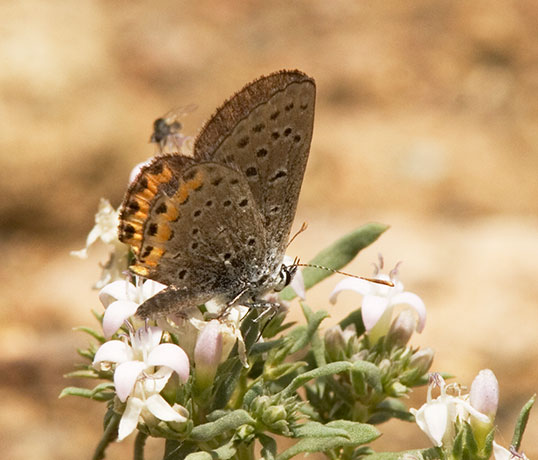 Acmon Blue Plebejus acmon Butterfly Paradise Road