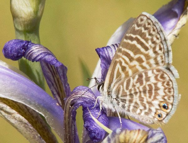 Marine Blue Leptotes marina Butterfly Arizona