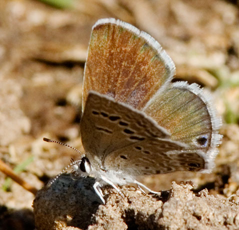 Reakirt's Blue Hemiargus isola Butterfly NM