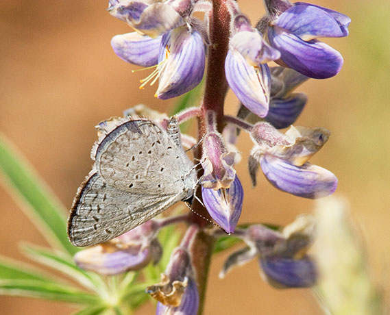 Spring Azure Celastrina ladon Butterfly Apache Forest